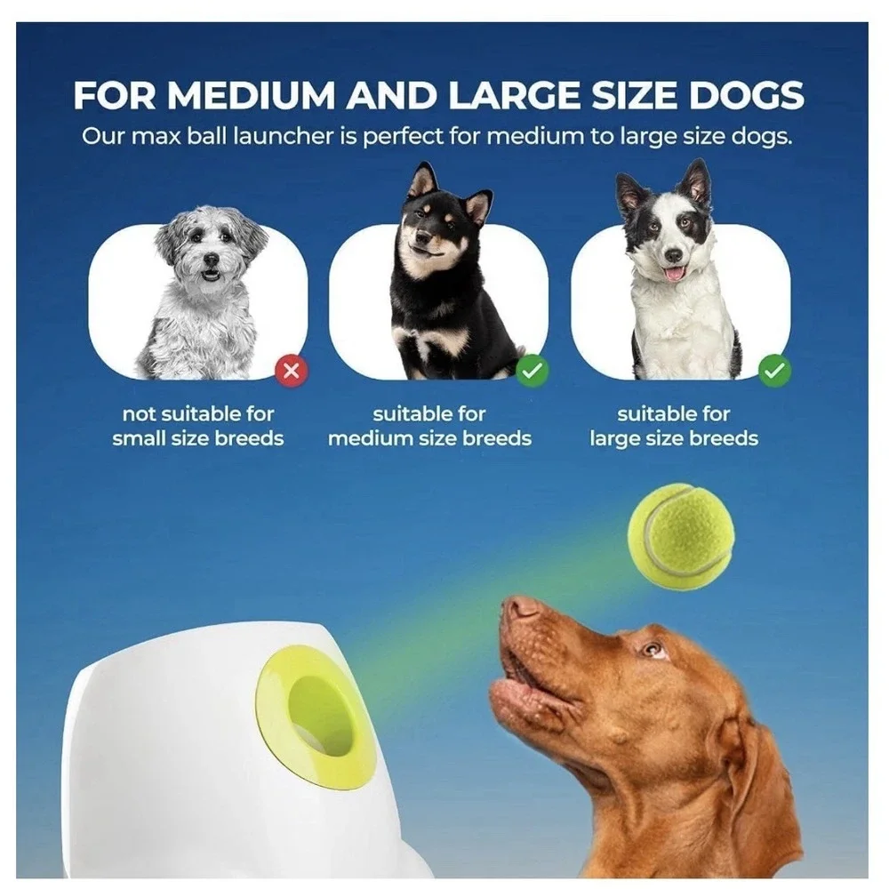 All For Paws all paws